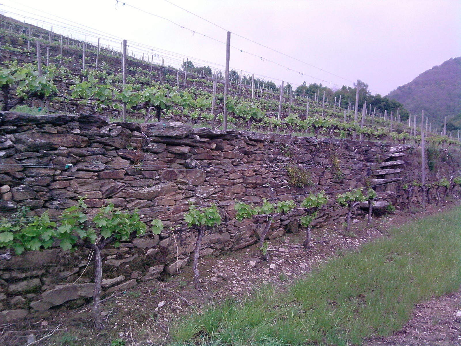 enoturismo en la ribeira sacra